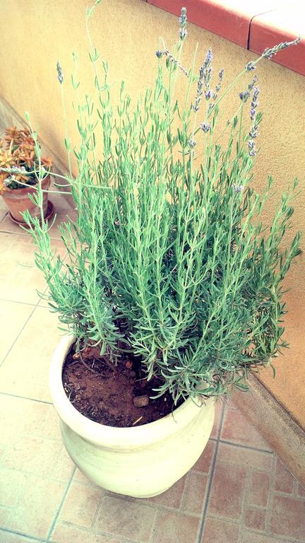 מלון קאסטלמארה דל גולפו Casa Chiarenza מראה חיצוני תמונה